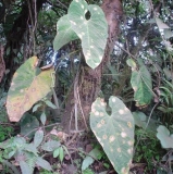 Imagen Bosque los Arrayanes